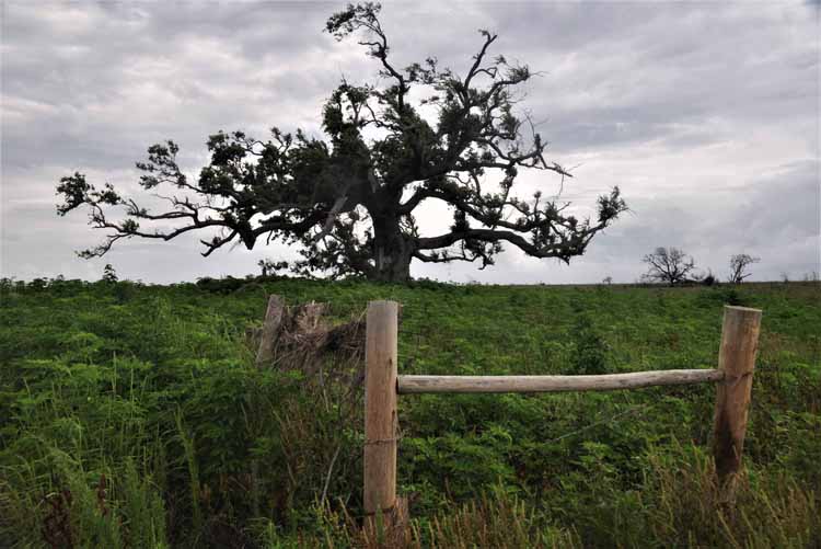 wind-swept tree